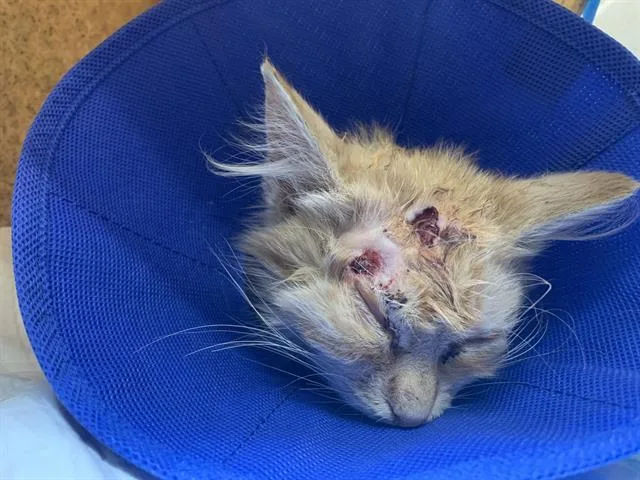 A young medium-sized male Domestic Long Hair cat named A for adoption in Sacramento, CA
