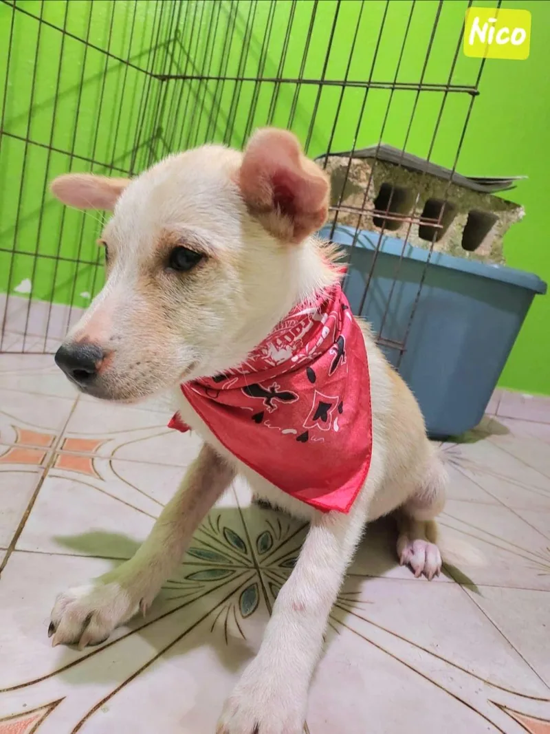 Nico "got Any Bellyrubs?" thumbnail 3