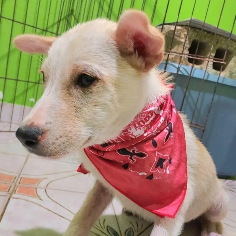 Nico "got Any Bellyrubs?"