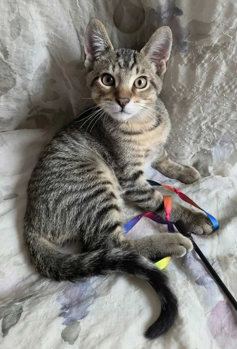 A baby small-sized male Tabby cat named Linus for adoption in Crystal Lake, IL