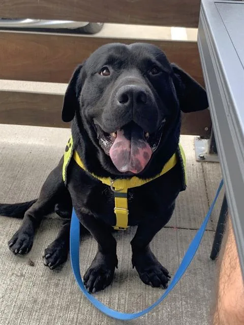 An adult large-sized male Mixed Breed dog named Nemo for adoption in Dallas, TX