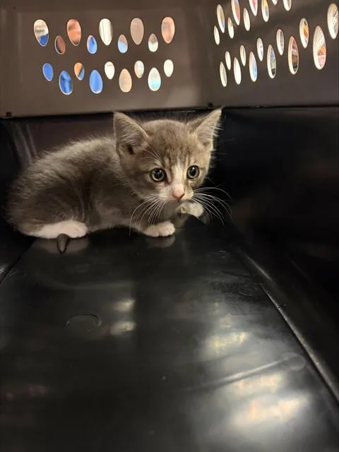 A baby small-sized female Domestic Short Hair cat named Nutmeg for adoption in Stockton, CA
