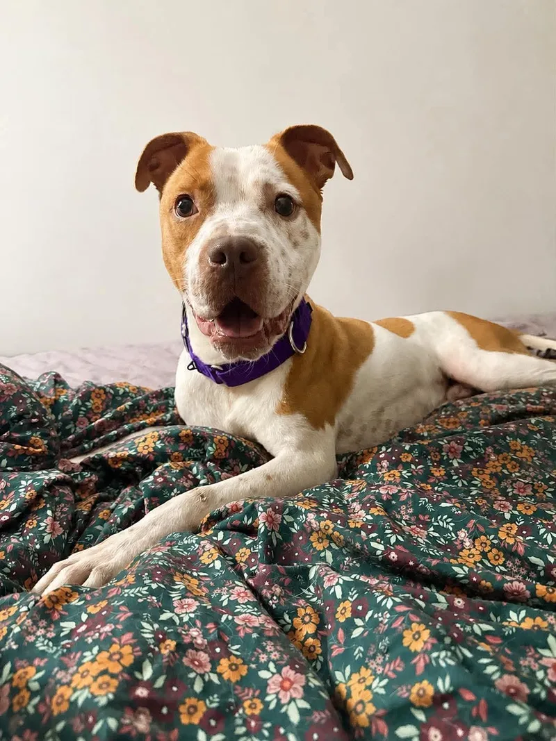 An adult medium-sized male Red / Chestnut / Orange Pit Bull Terrier dog named Petey for adoption in Greensburg, PA