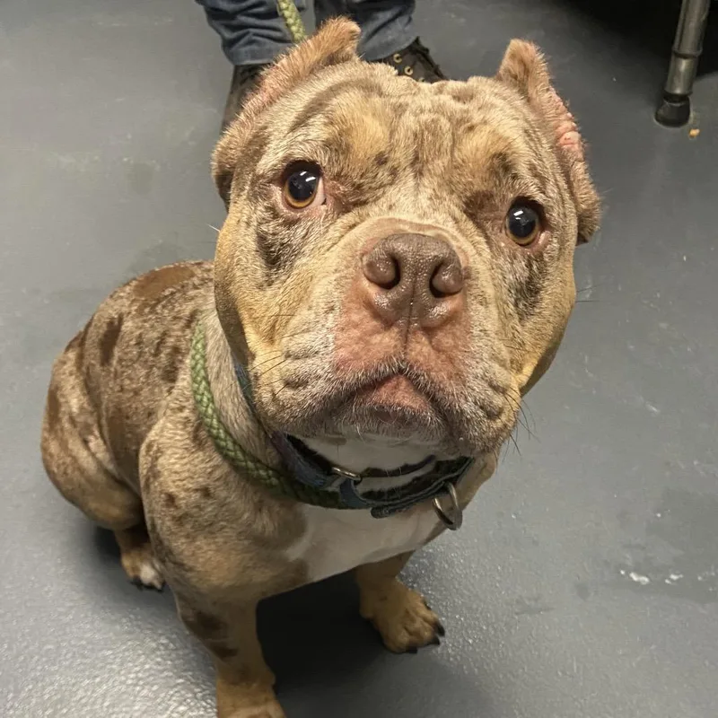 An adult medium-sized female Gray / Blue / Silver Mixed Breed dog named Diamond for adoption in Allentown, PA