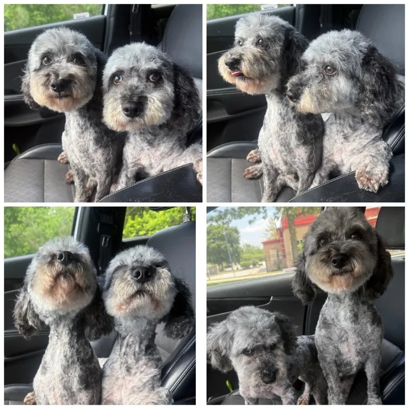 An adult small-sized female Miniature Poodle dog named Megan for adoption in Zionsville, IN