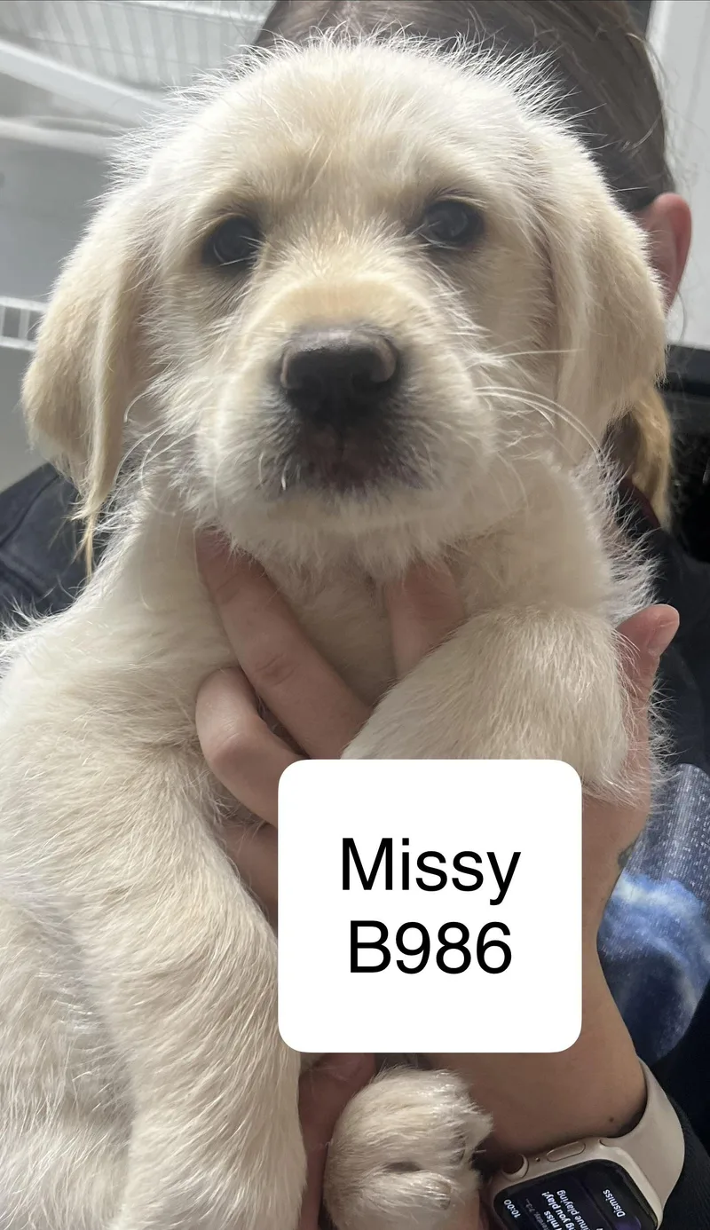 Missy