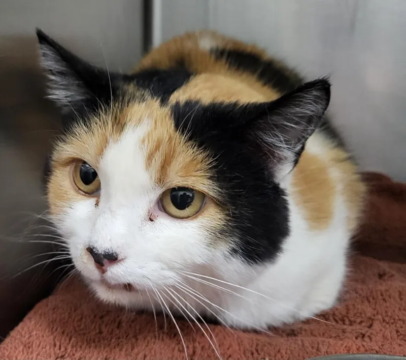 An adult small-sized female Domestic Medium Hair cat named Miss Daisy for adoption in Heber City, UT
