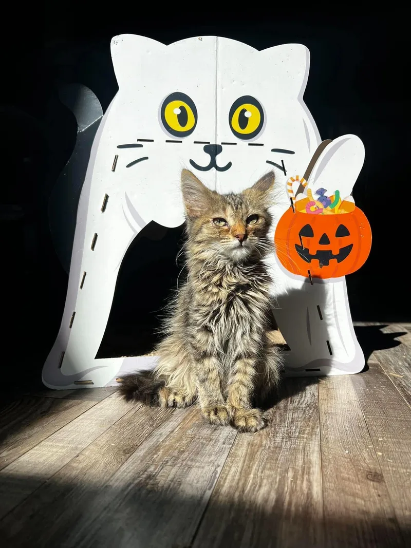 A young medium-sized female Domestic Long Hair cat named Sally for adoption in Logan, OH