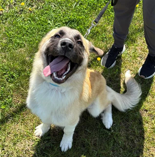 A young medium-sized female Great Pyrenees dog named Katara for adoption in Geneva, IL