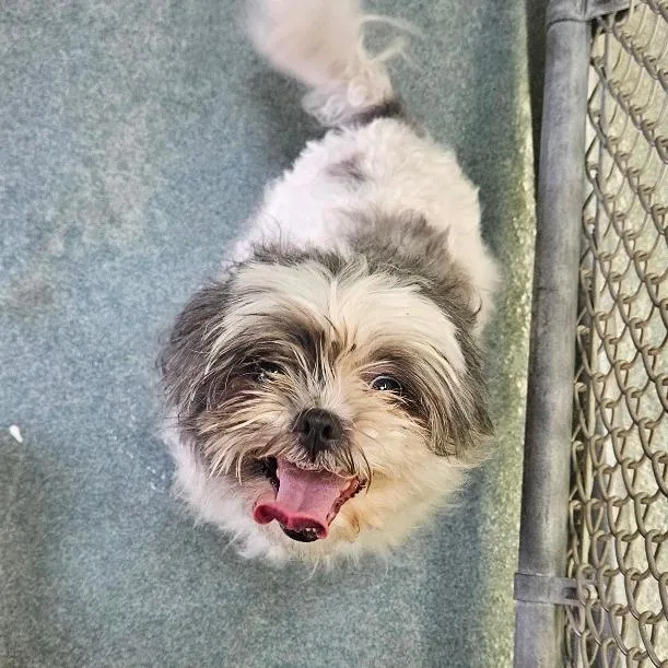 An adult small-sized female White / Cream Shih Tzu dog named Raya for adoption in Birdsboro, PA