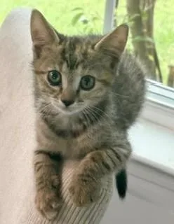 A young small-sized female Domestic Short Hair cat named a BatPetco North Charleston for adoption in North Charleston, SC
