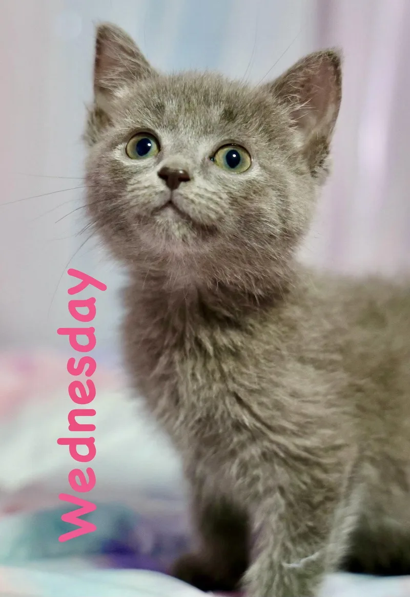 A baby medium-sized female Gray / Blue / Silver Domestic Short Hair cat named Wednesday for adoption in Reston, VA