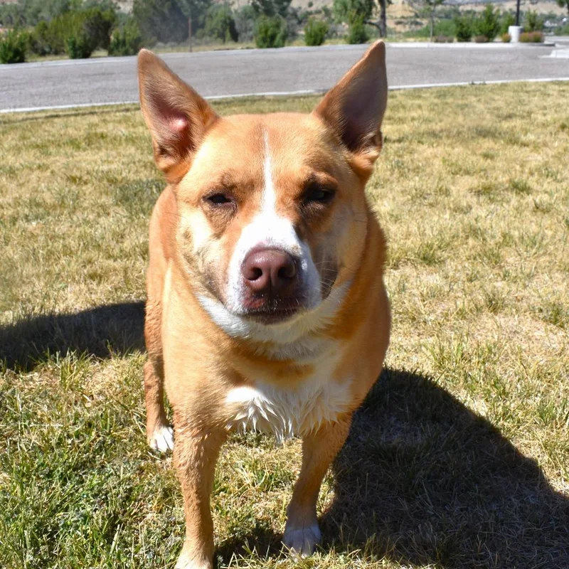 Sophie