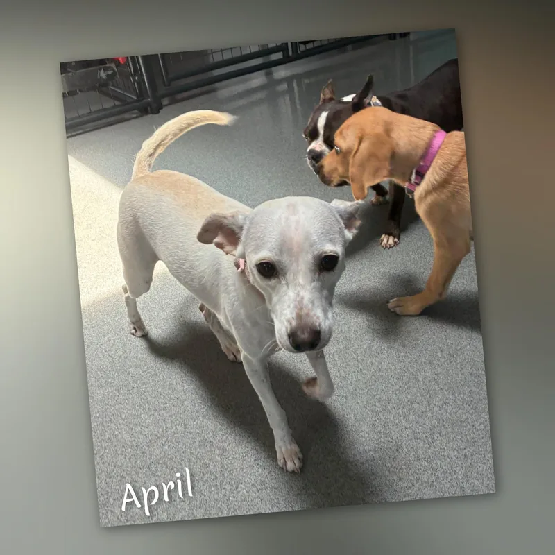 April thumbnail 3
