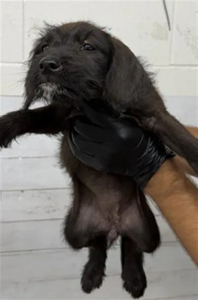 A baby small-sized female Terrier dog named Leilani for adoption in San Bernardino, CA