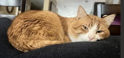 An adult medium-sized male Domestic Short Hair cat named Oliver for adoption in Fairfax, VA