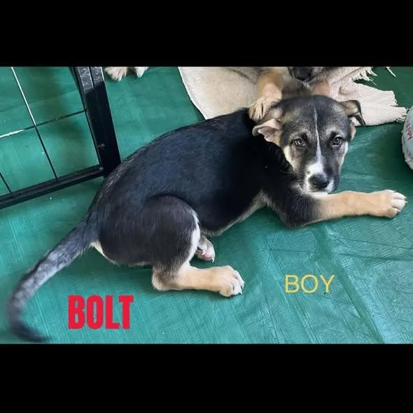 Bolt thumbnail 5