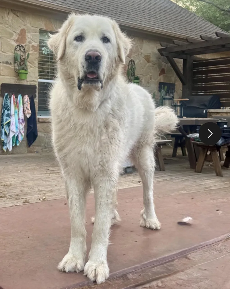 An adult large-sized male White / Cream Great Pyrenees dog named Hugo for adoption in Pflugerville, TX