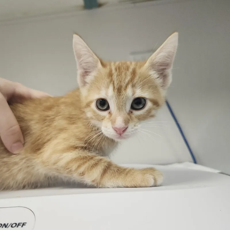 A baby small-sized male Orange / Red Domestic Short Hair cat named Bobby Ray for adoption in Tampa, FL