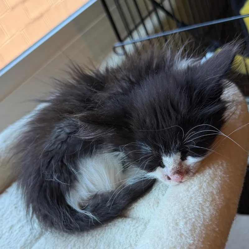 A baby small-sized female Black Domestic Long Hair cat named Laverne for adoption in Las Vegas, NV