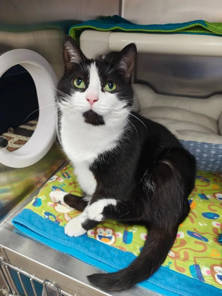 A senior medium-sized female Domestic Short Hair cat named Pinky for adoption in Oconto, WI