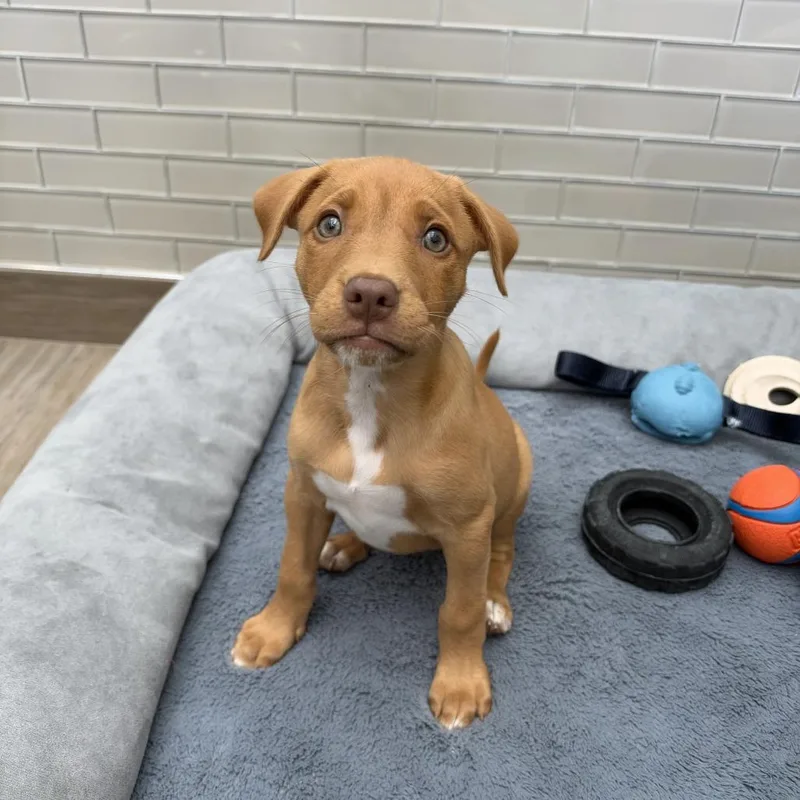 A baby small-sized female Yellow / Tan / Blond / Fawn Mixed Breed dog named Pepper for adoption in Jupiter, FL