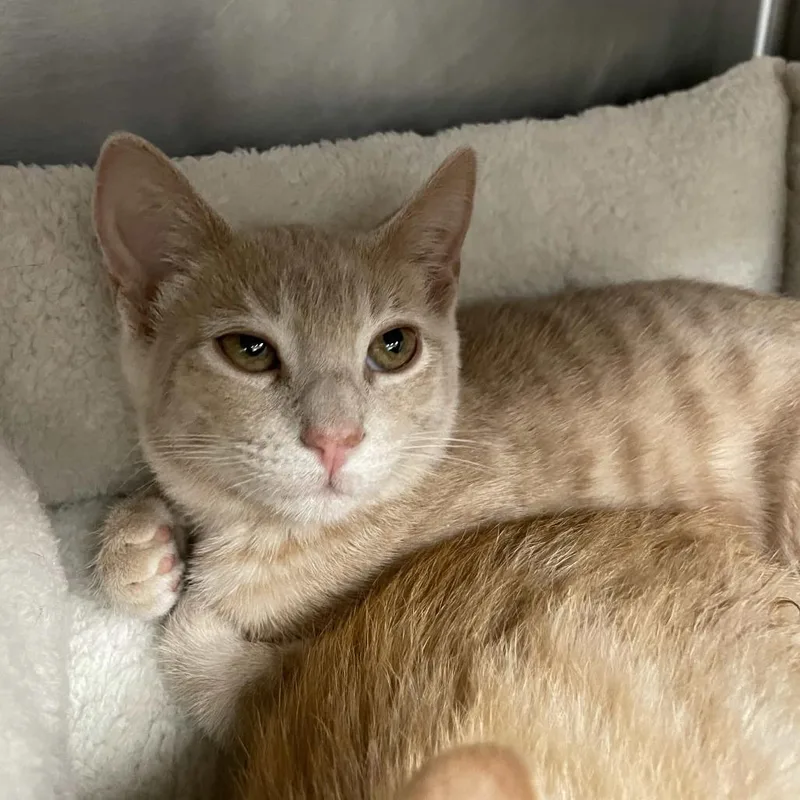 A baby small-sized female Orange / Red Domestic Short Hair cat named Quesadilla for adoption in Beaumont, TX