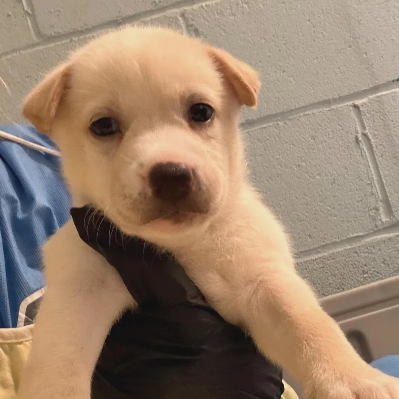 A baby medium-sized male Husky dog named Marlowe for adoption in LOXAHATCHEE, FL