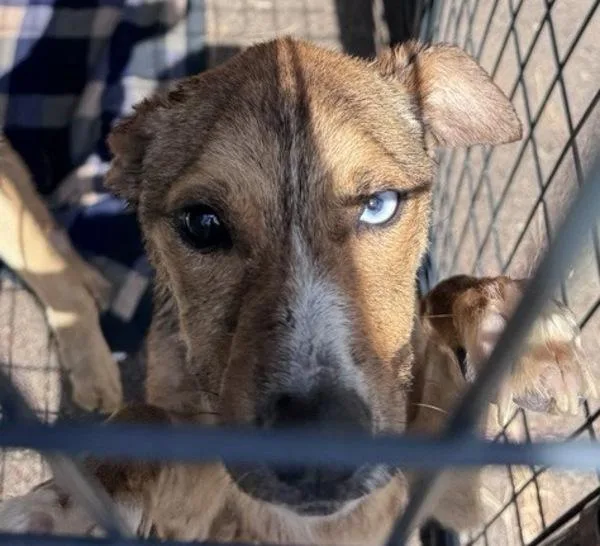 A young medium-sized female Shepherd dog named Tigger for adoption in Escondido, CA