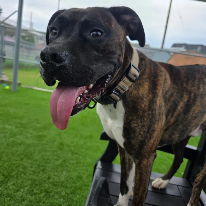 An adult medium-sized male Brindle Boxer dog named Woofgang Puck for adoption in Binghamton, NY