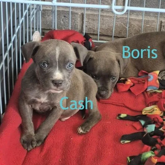 A baby small-sized male Pit Bull Terrier dog named Cash for adoption in Crystal, MN