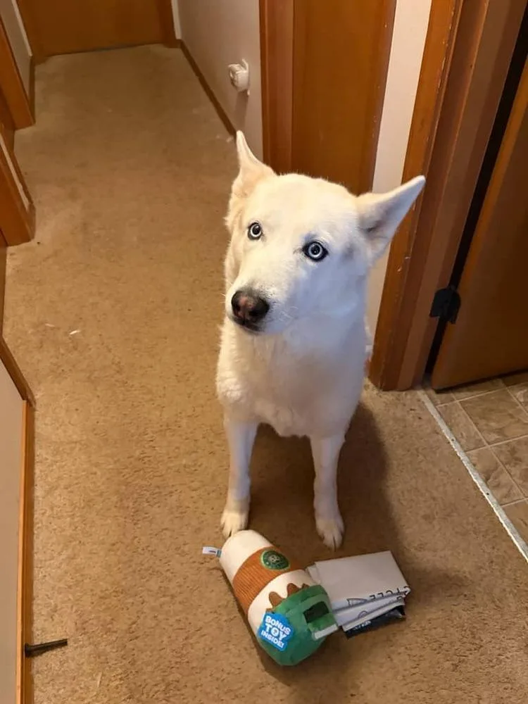 An adult medium-sized male Siberian Husky dog named Sai for adoption in Bellingham, WA