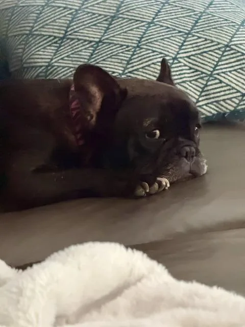 An adult small-sized female Brown / Chocolate French Bulldog dog named Sweet Delilah Jane for adoption in Huntington Beach, CA