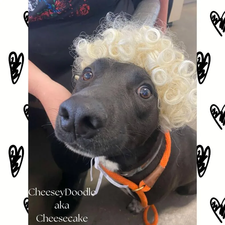 Cheesecake thumbnail 2