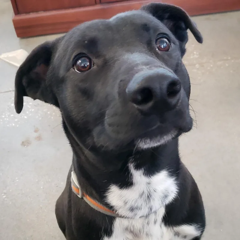 Cheesecake thumbnail 3