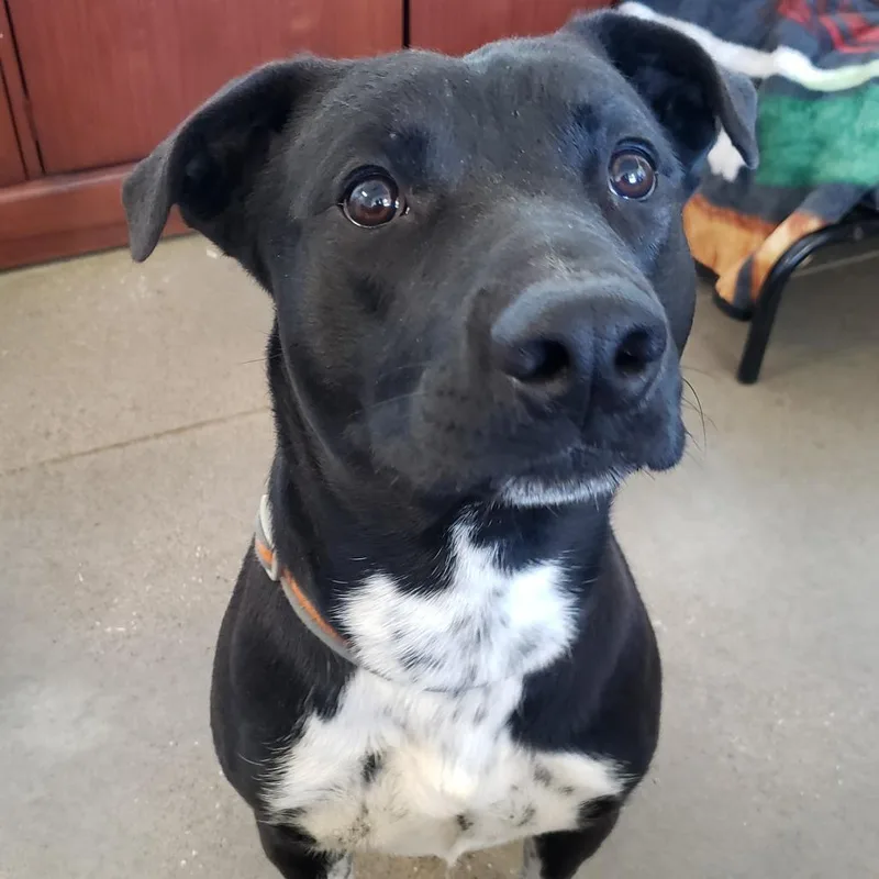 Cheesecake thumbnail 4