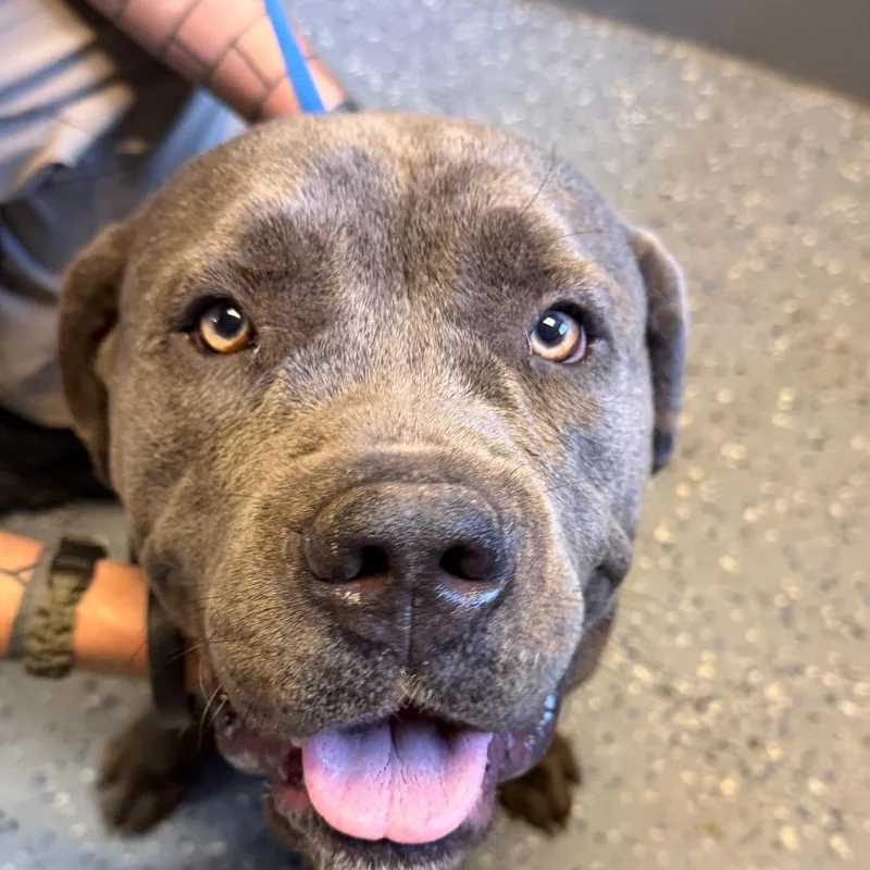 A young large-sized male Cane Corso dog named TUSCStray for adoption in Tuscaloosa, AL