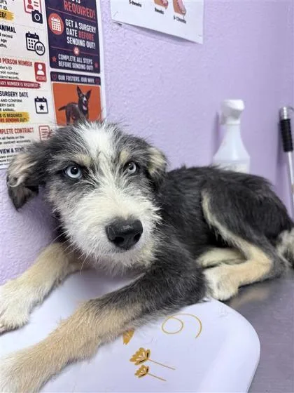 A baby medium-sized female Black Mixed Breed dog named 61395112 for adoption in El Paso, TX