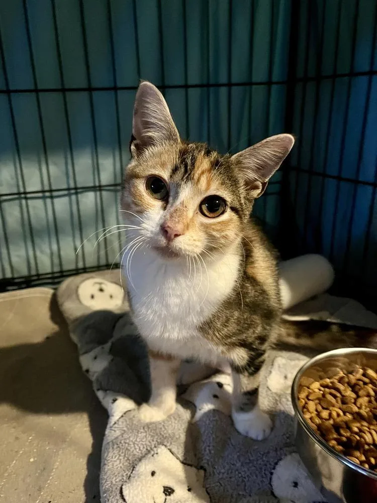 A baby medium-sized female Domestic Short Hair cat named Mittsu for adoption in Emerald Isle, NC