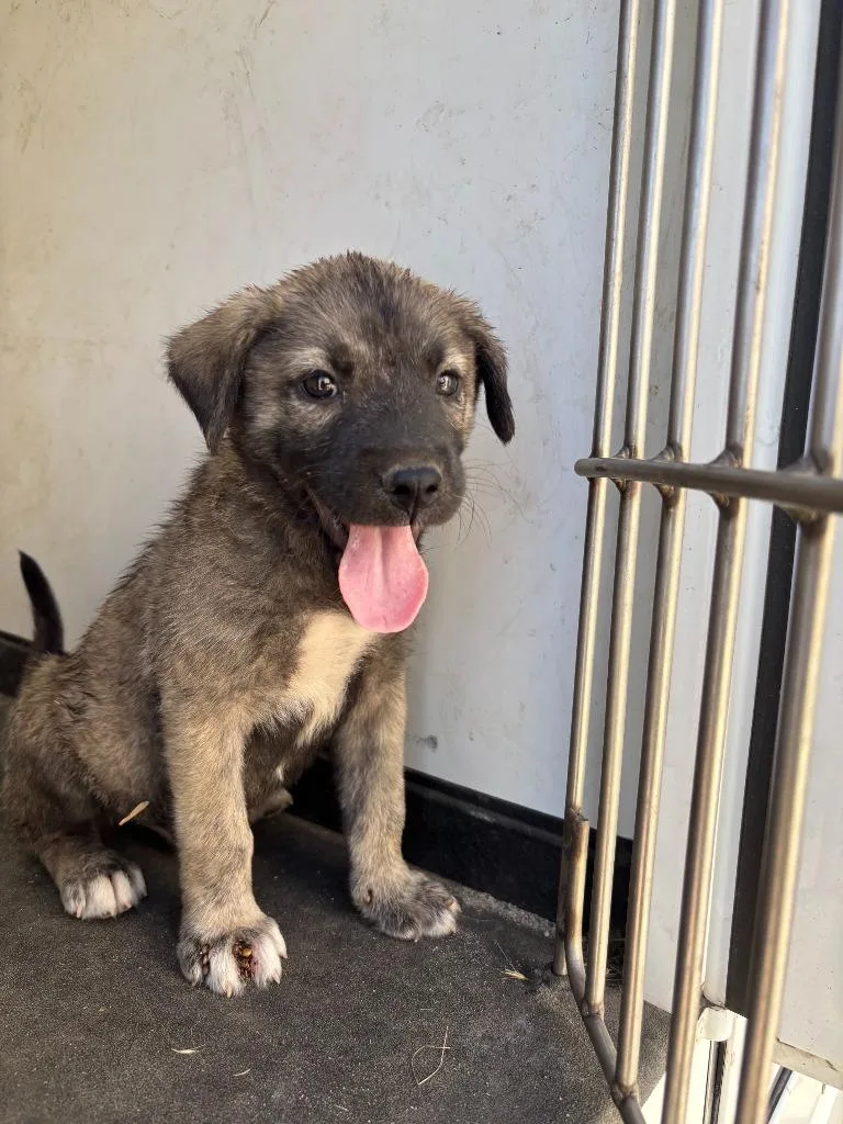 A baby medium-sized male Boxer dog named Raul for adoption in McFarland, CA
