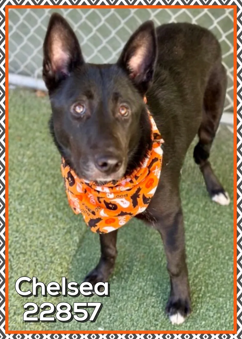 A young medium-sized female Shepherd dog named Chelsea for adoption in Marietta, GA
