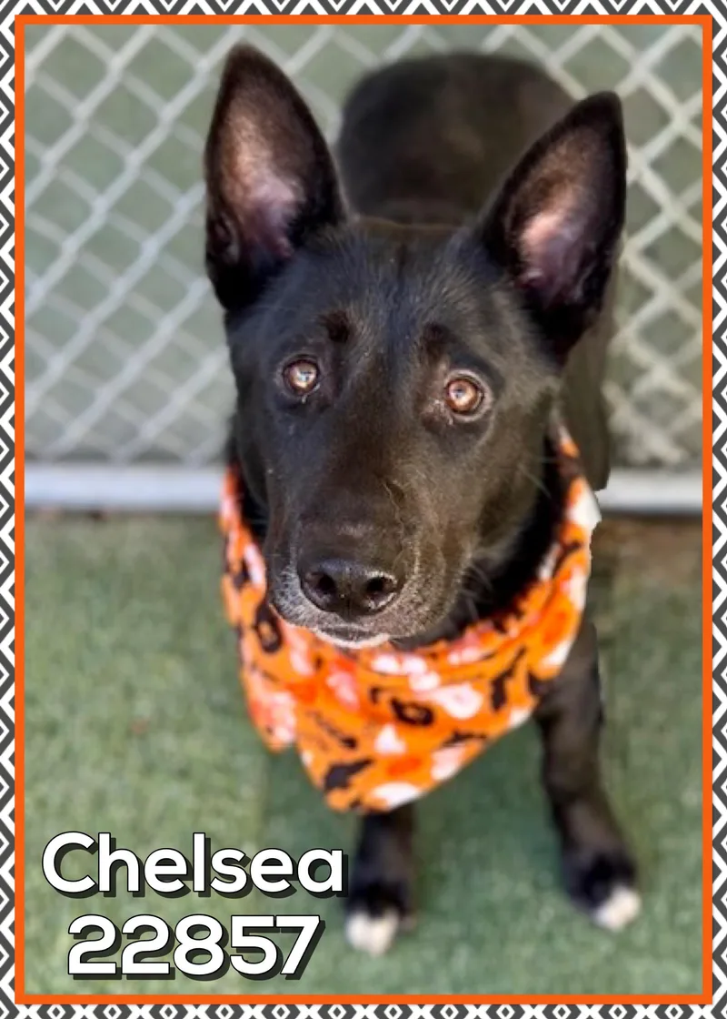 Chelsea thumbnail 5