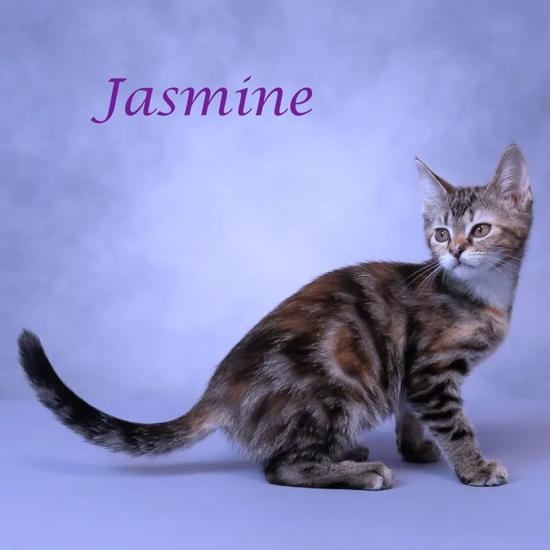 Jasmine C