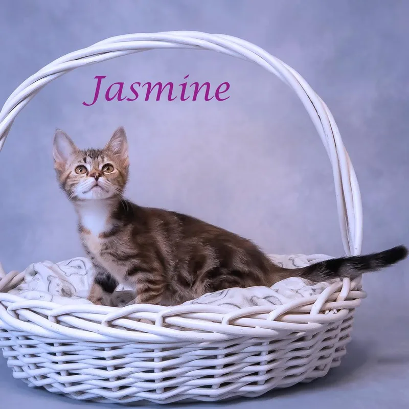 Jasmine C thumbnail 3