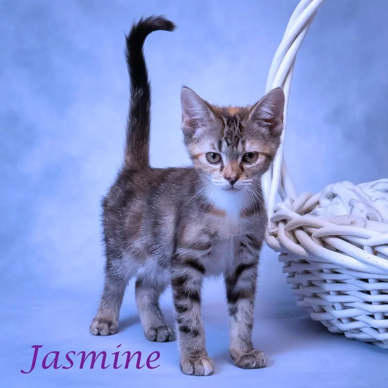 Jasmine C thumbnail 4