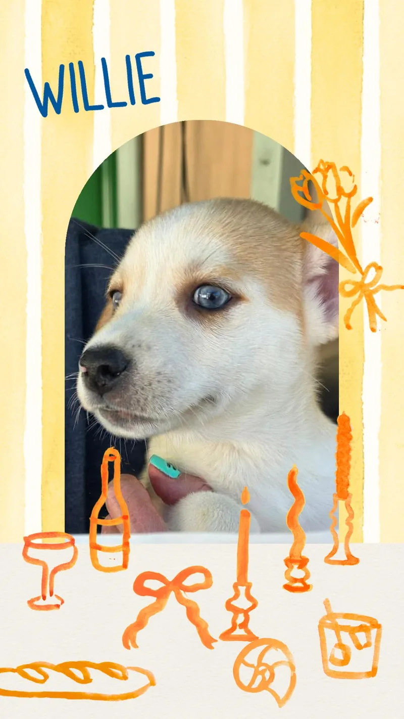 A baby small-sized male Chihuahua dog named Willie for adoption in Eugene, OR