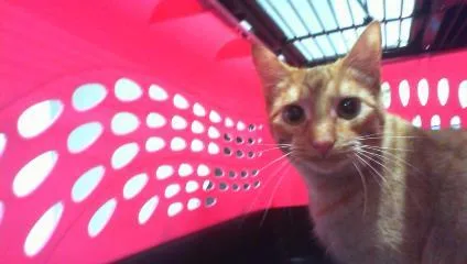 A young large-sized female Domestic Short Hair cat named Bella for adoption in Charlotte, NC