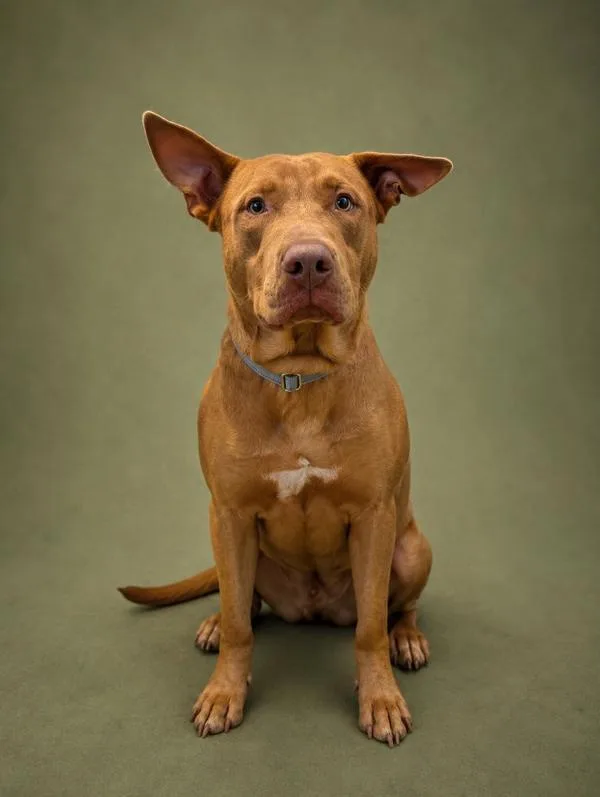A young large-sized male Mixed Breed dog named Patch for adoption in Austin, TX