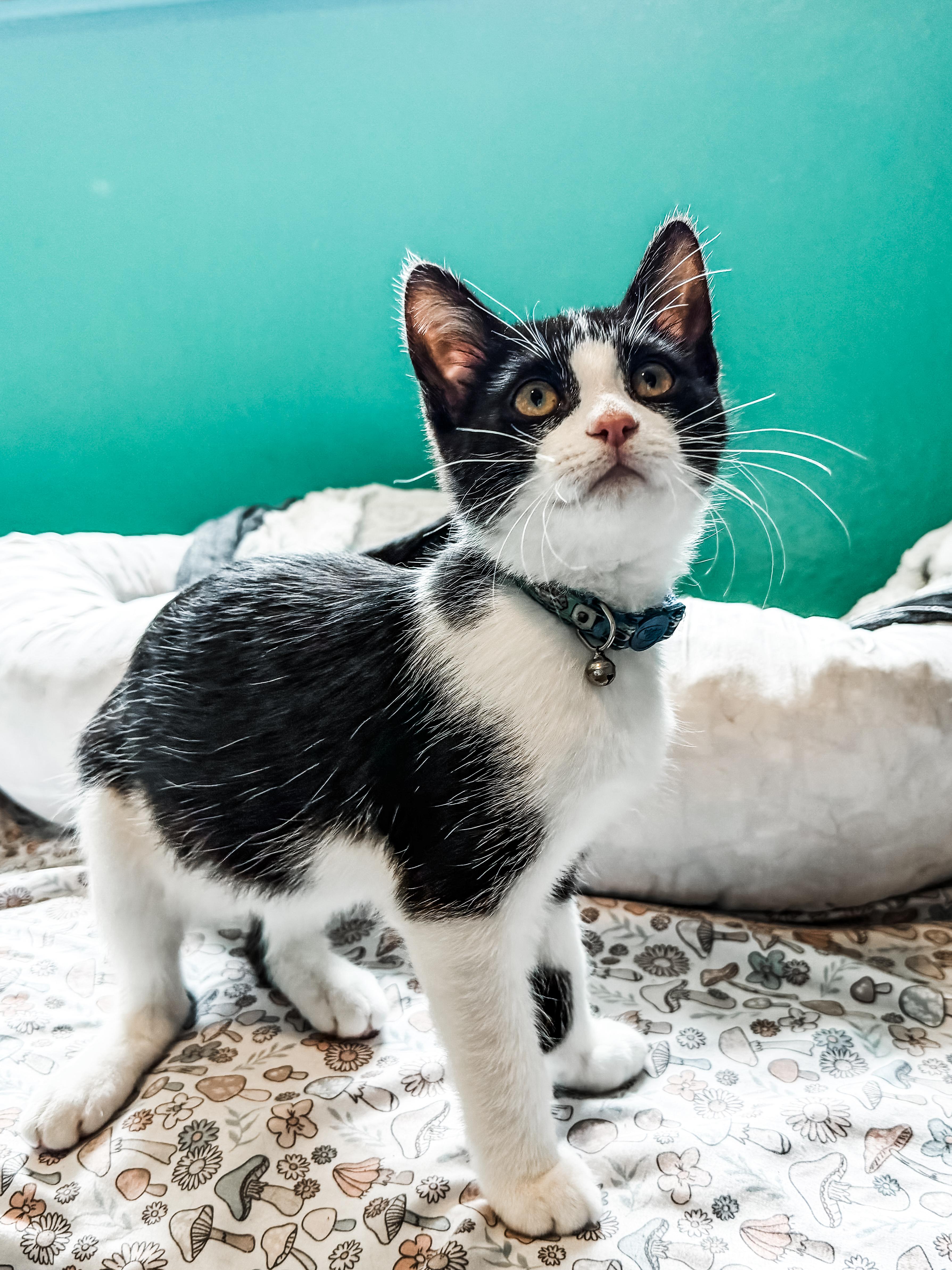 A baby small-sized female Black & White / Tuxedo Domestic Short Hair cat named Ansel for adoption in Sartell, MN