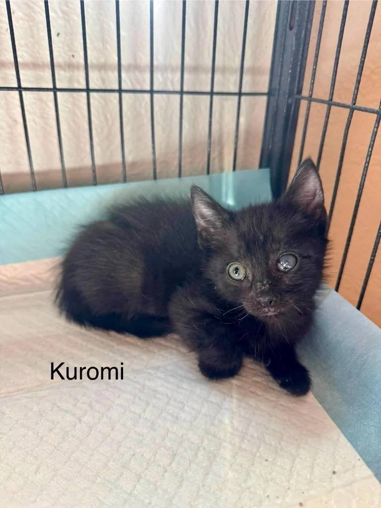 A baby small-sized female Domestic Short Hair cat named Kuromi for adoption in Orlando, FL